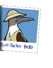 Picture of the blue-footed booby