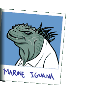 Picture of the marine iguana