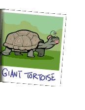 Picture of the giant tortoise