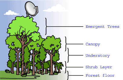 Illustration of trees, with rainforest layers shown in correct order